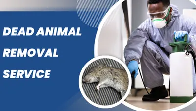 Dead animal removal service